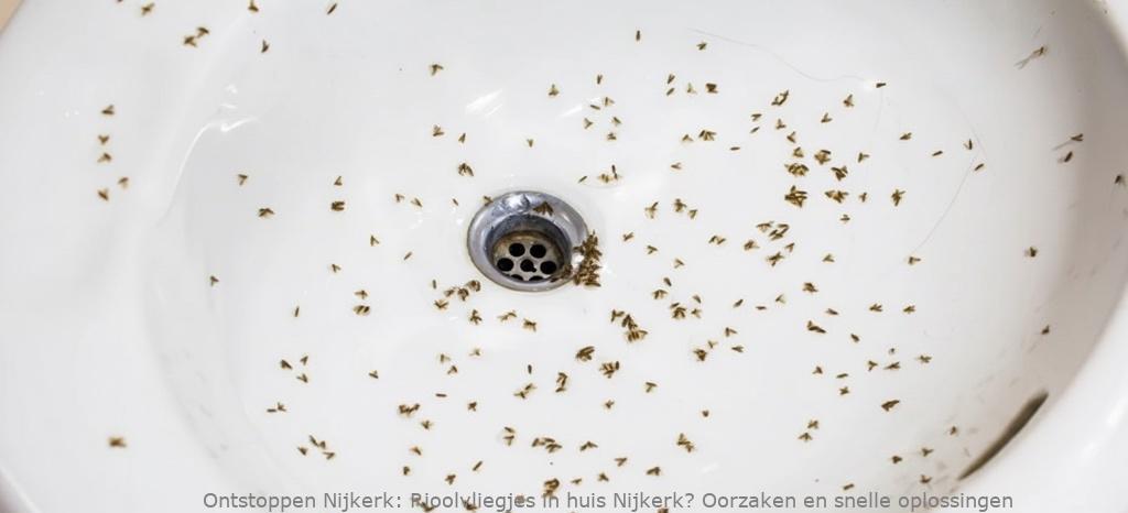 Rioolvliegjes in huis Nijkerk? Oorzaken en snelle oplossingen